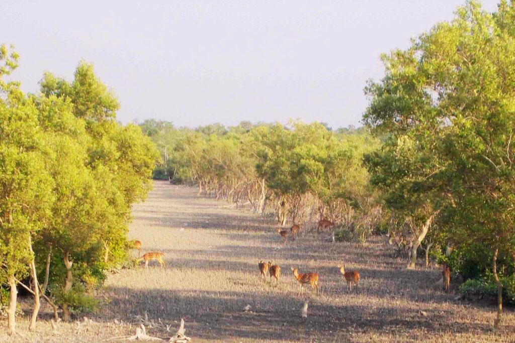 Sundarban Standard package Trip Deer Images