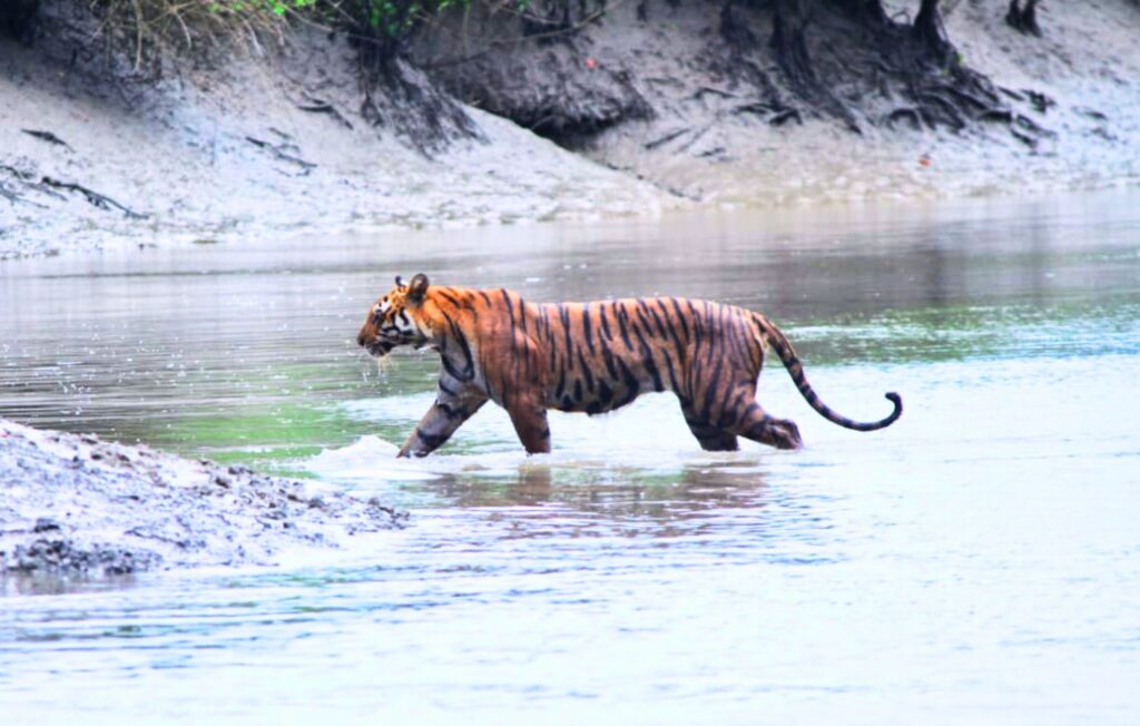 Sundarban Package Royal Bengal Tiger Tour