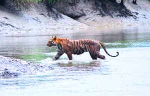 Sundarban Package Royal Bengal Tiger Tour
