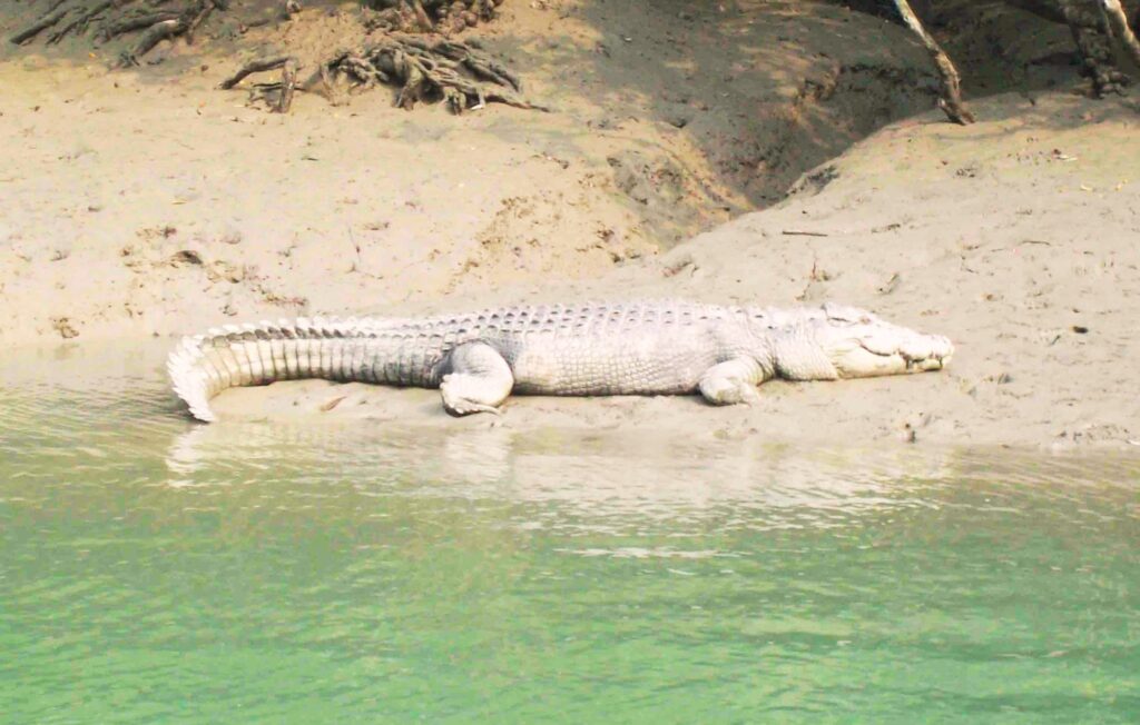 Sundarban Tour Package Image