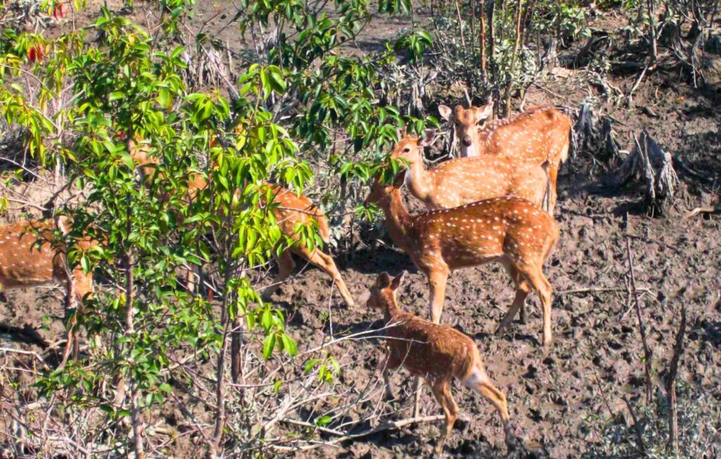 Image of Sundarban Deer Package