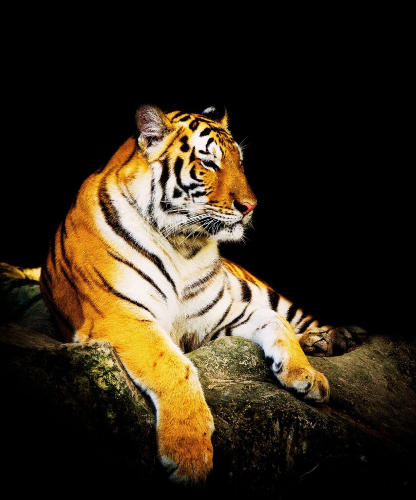 Package Tour To Sundarban