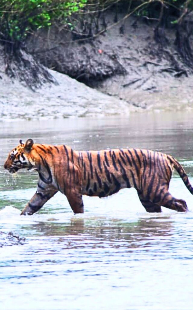 Sundarban Royal Bengal Package Tour